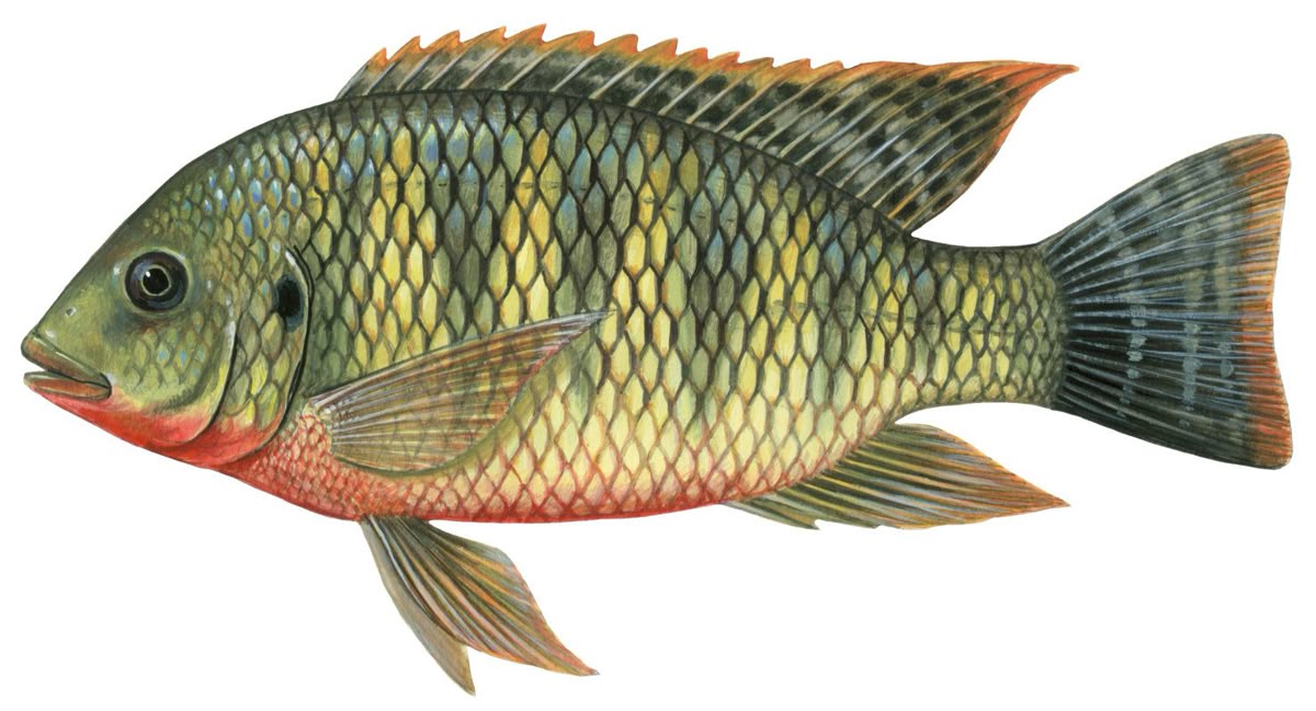 Tilapia Nilotica - Cultivo acuícola Venezuela